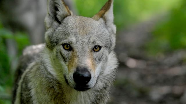 Ein Wolf Ein Wolf