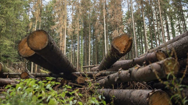 Räte verbieten Handel mit illegal gefälltem Holz