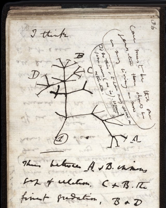 Eine Seite aus dem Notizbuch von Charles Darwin. Eine Seite aus dem Notizbuch von Charles Darwin.