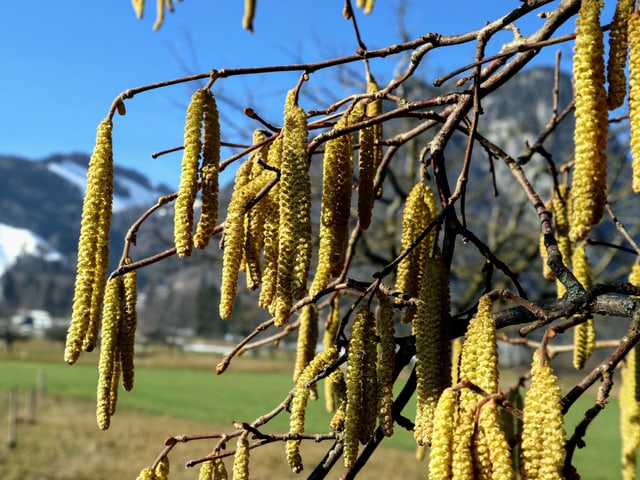Haselpollen an der Sonne Haselpollen an der Sonne