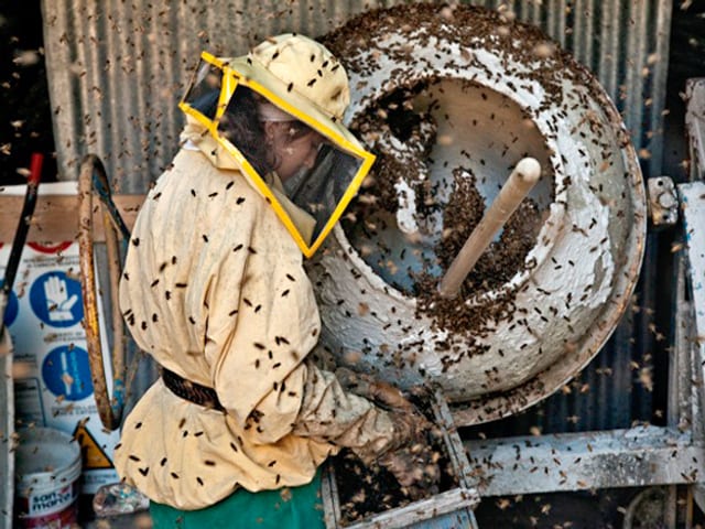 Gelsomina ist die bessere Bienenkennerin als ihr Vater. Gelsomina ist die bessere Bienenkennerin als ihr Vater.