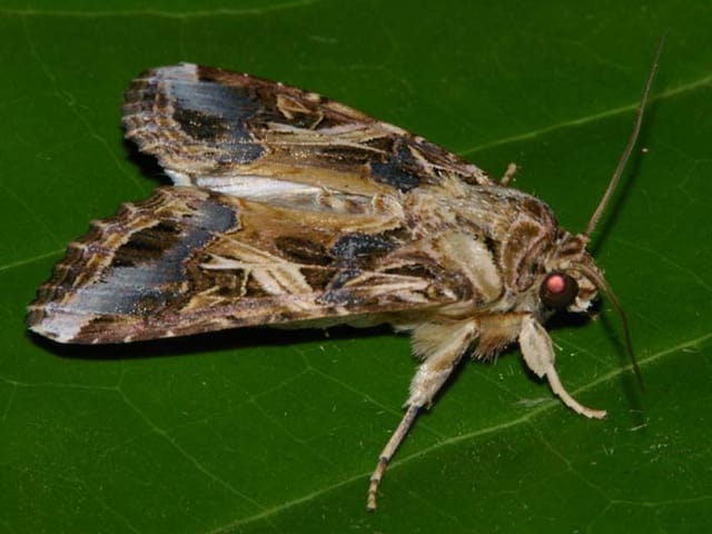 Der Schmetterling des Asiatischen Baumwollwurms Der Schmetterling des Asiatischen Baumwollwurms