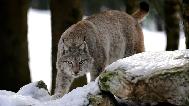 Luchs zwischen Bäumen. Luchs zwischen Bäumen.