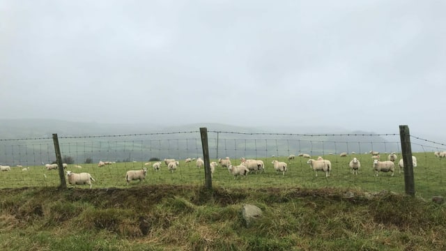 Schafherde hinter einem Zaun. Schafherde hinter einem Zaun.