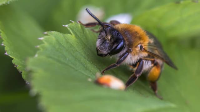 Wildbiene auf einem Blatt. Wildbiene auf einem Blatt.