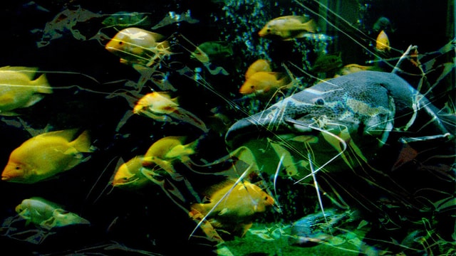 Wels und andere Fische unter Wasser. Wels und andere Fische unter Wasser.