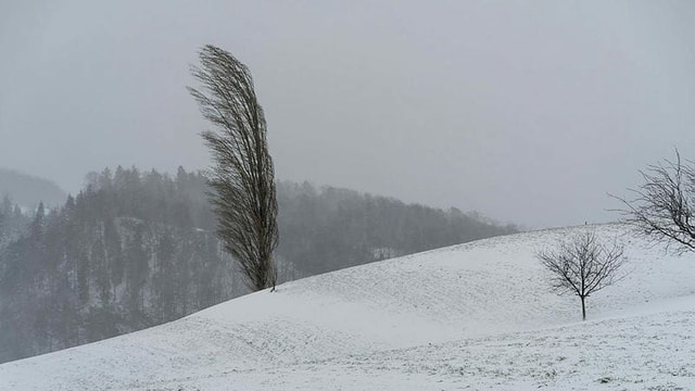 Vom Wind geformter Baum Vom Wind geformter Baum