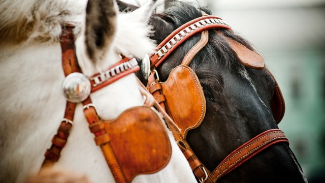 Pferde mit Scheuklappen Pferde mit Scheuklappen