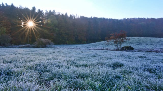 Blick über Wiese mit Reif. Dahinter Waldrand mit durchscheinender Sonne. Blick über Wiese mit Reif. Dahinter Waldrand mit durchscheinender Sonne.