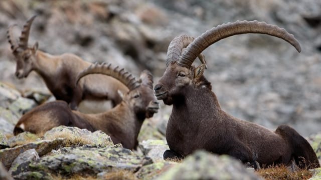 Trais capricorns. Trais capricorns.