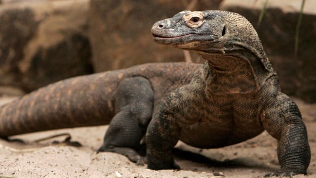 Komodowaran an einem Sandstrand - leicht seitliche Ansicht. Komodowaran an einem Sandstrand - leicht seitliche Ansicht.