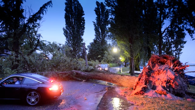 Autos an einem umgefallen Baum Autos an einem umgefallen Baum