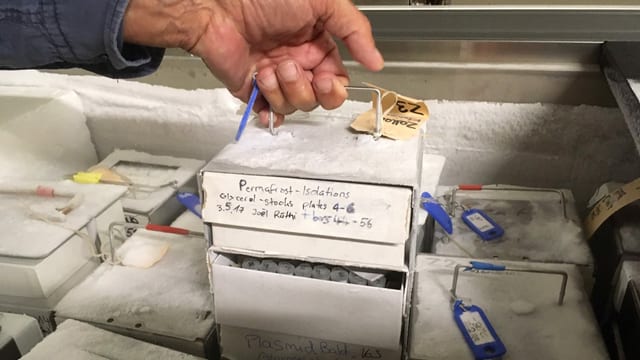 Eine Bleechkiste wird aus einer Kühlbox gehoben, sie ist mit Eis überzogen. Eine Bleechkiste wird aus einer Kühlbox gehoben, sie ist mit Eis überzogen.