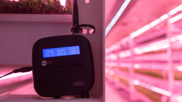 Messgerät in einer Untergrundfarm mit pinkem Licht Messgerät in einer Untergrundfarm mit pinkem Licht