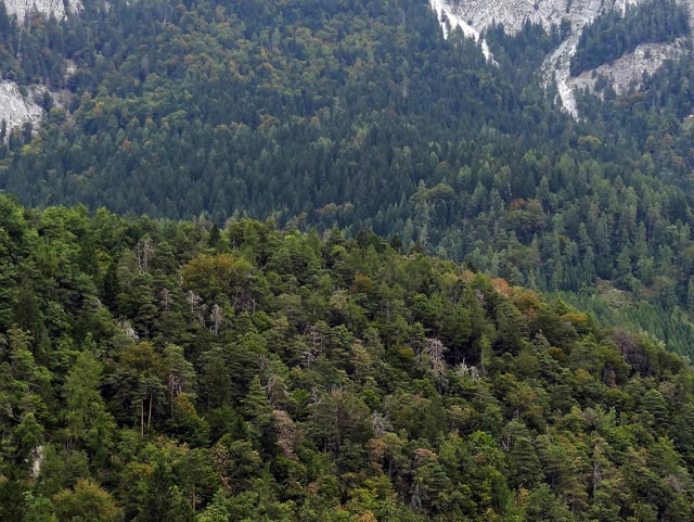 Wald mit einzelnen grauben Bäumen Wald mit einzelnen grauben Bäumen
