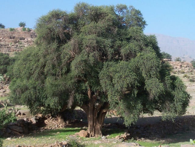 Der Arganbaum kommt im südwestlichen Marokko und südöstlichen Algerien vor. Der Arganbaum kommt im südwestlichen Marokko und südöstlichen Algerien vor.