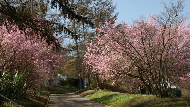 Blühende Sträucher in Spreitenbach Blühende Sträucher in Spreitenbach