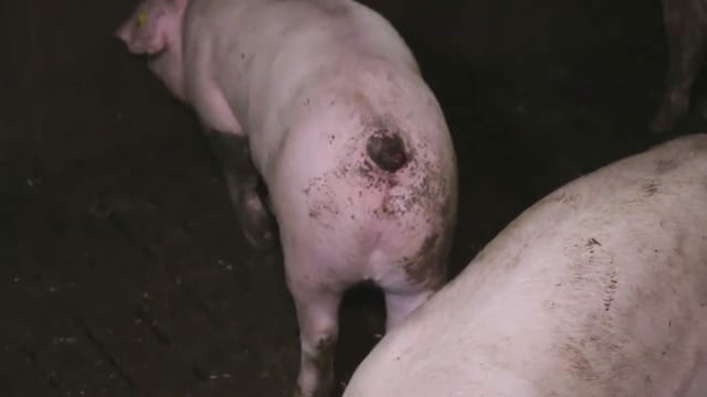 Kranke, verdreckte Tiere, die wenig Platz haben. Kranke, verdreckte Tiere, die wenig Platz haben.