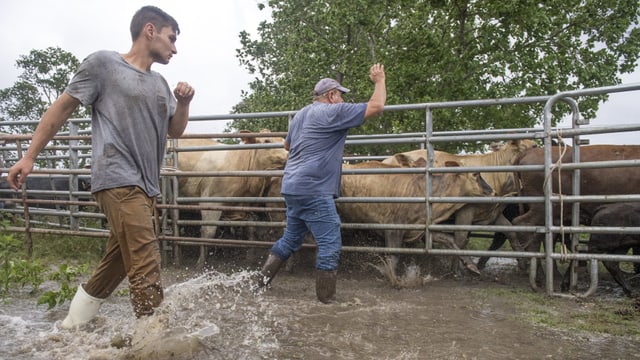 Zwei Bauern mit ihren Rindern Zwei Bauern mit ihren Rindern