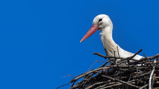 Storch im Nest. Storch im Nest.