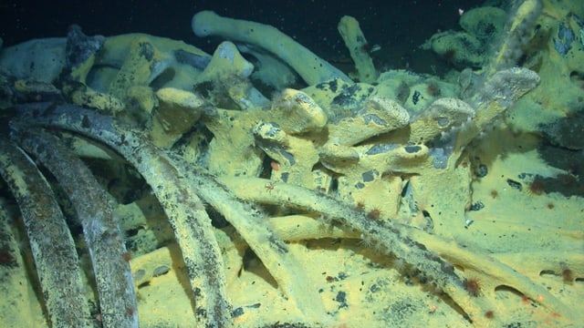 Wirbelsäule und Rippen eines Wals, darauf gelbe Bakterienmatten, Krabben und andere Wirbellose Wirbelsäule und Rippen eines Wals, darauf gelbe Bakterienmatten, Krabben und andere Wirbellose