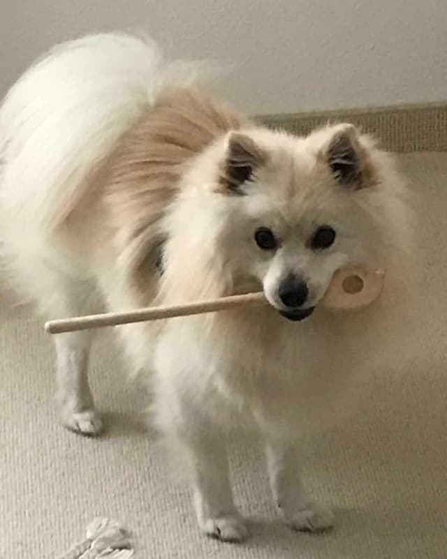 Ein Hund trägt eine Kelle im Maul.