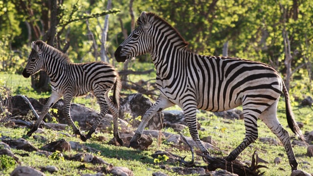 Die grosse Wanderung – Der Zug der Zebras (3/3) Die grosse Wanderung – Der Zug der Zebras (3/3)