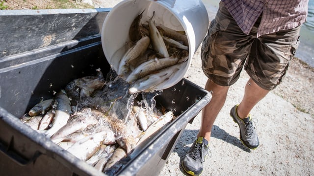 Jemand kippt einen Kessel voll tote Fische in eine Sammeltonne Jemand kippt einen Kessel voll tote Fische in eine Sammeltonne