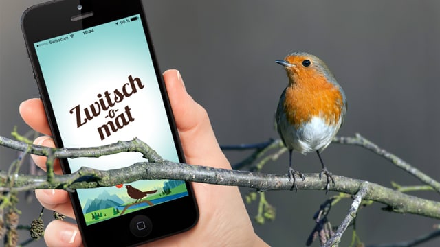 Ein Rotkehlchen schaut auf ein Smartphone, auf dessen Bildschirm die App «Zwitsch-o-mat» zu sehen ist. Ein Rotkehlchen schaut auf ein Smartphone, auf dessen Bildschirm die App «Zwitsch-o-mat» zu sehen ist.