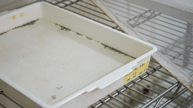 Schale mit schwarzen Punkten. Sie steht auf einem Kühlschrankgitter und ist beschriftet. Schale mit schwarzen Punkten. Sie steht auf einem Kühlschrankgitter und ist beschriftet.