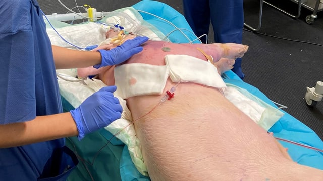 Schwein auf einem Operationstisch Schwein auf einem Operationstisch
