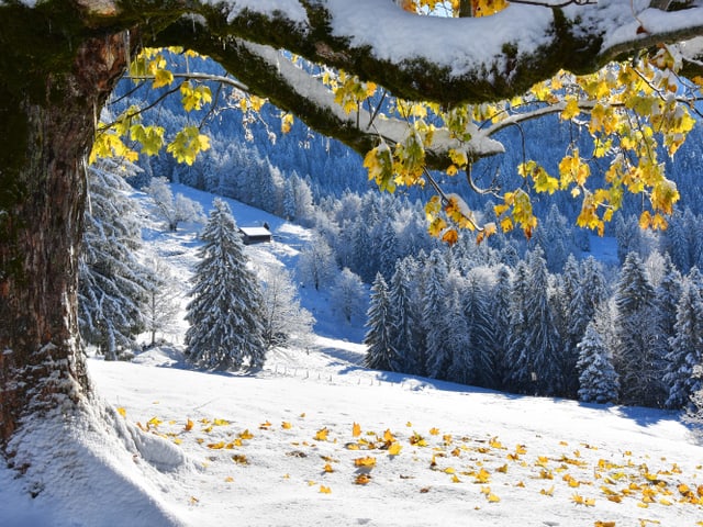Baum, Schnee, Laubblätter.