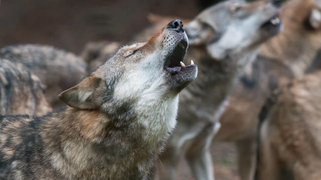 Wildforschung Schweiz Wolfe Heulen Fur Die Wissenschaft Kultur Srf