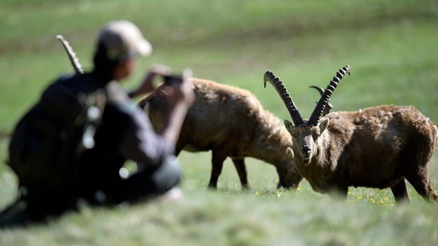 Mann sitzt auf Wiese und fotografiert Steinböcke. Mann sitzt auf Wiese und fotografiert Steinböcke.