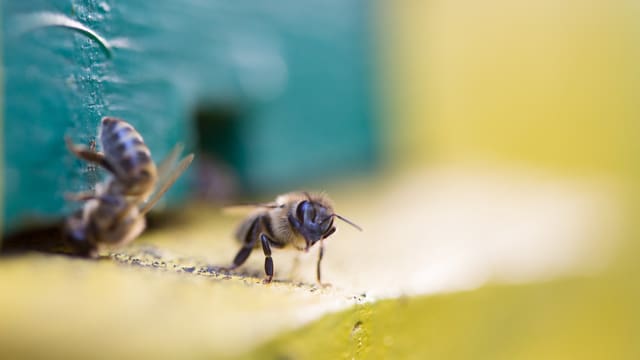 Zwei Bienen Zwei Bienen