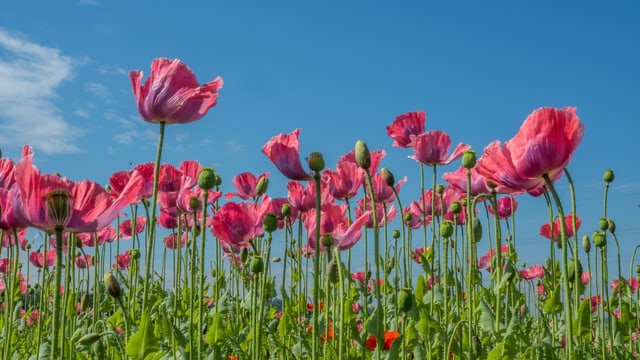Blumenwiese Blumenwiese