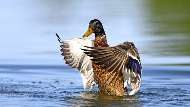 Vogelperspektiven Die Unkomplizierte Stockente Brutet Auch Mal