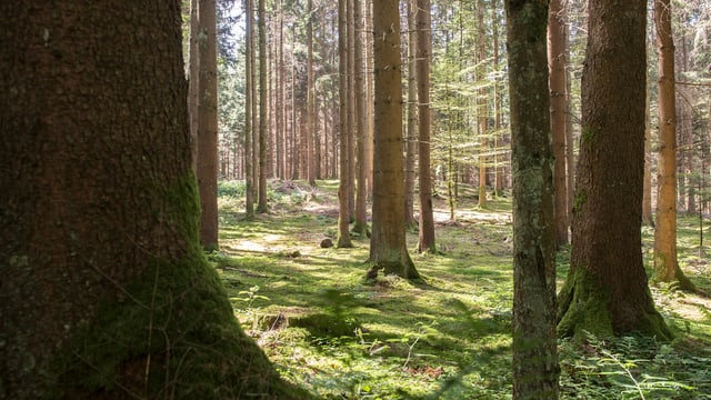 Wald. Wald.