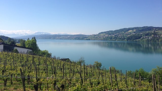 See und Rebberge See und Rebberge