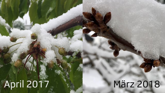Knospen von Kirschbäumen mit Schnee. Knospen von Kirschbäumen mit Schnee.