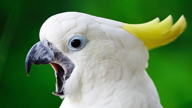 Ein Kakadu reisst Schnabel und Augen auf. Ein Kakadu reisst Schnabel und Augen auf.
