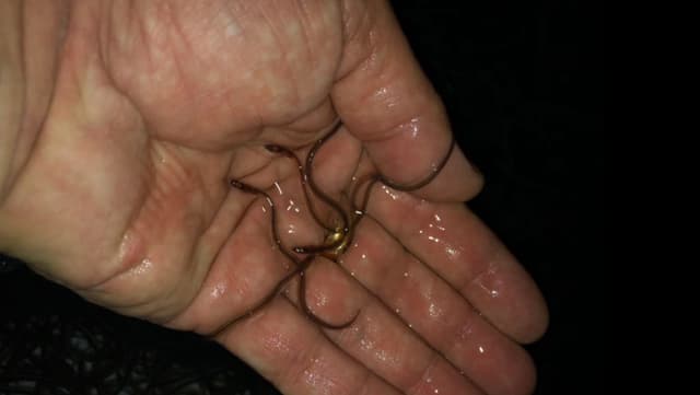Glasaale auf einer Handinnenfläche. Glasaale auf einer Handinnenfläche.