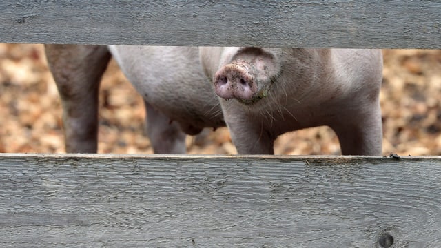 Schweineschnauze, die durch Holzplatten zu sehen ist. Schweineschnauze, die durch Holzplatten zu sehen ist.