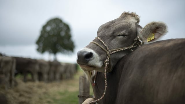BSE: Der "Rinderwahn" ist zurück in der Schweiz