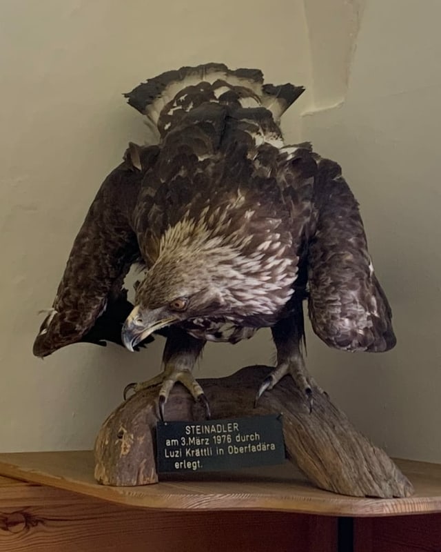 Steinadler Steinadler