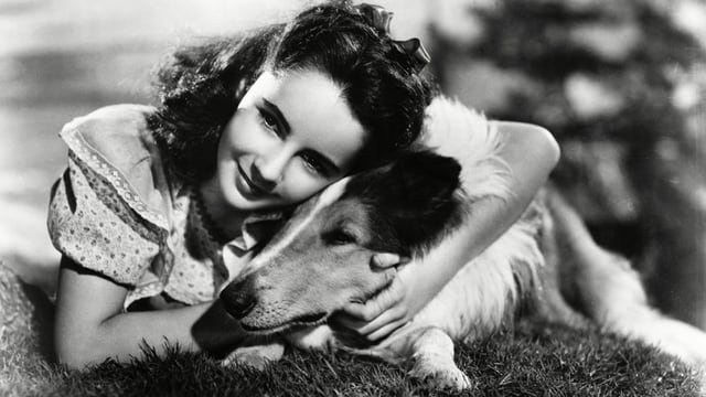 Elizabeth Taylor hält Lassie. Elizabeth Taylor hält Lassie.