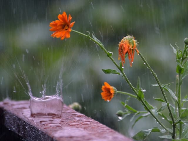 Regentropfen prasseln auf Garten mit orangen Blumen nieder.