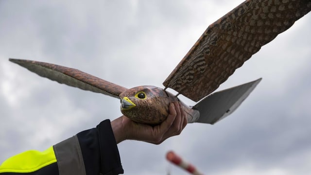 Roboter-Greifvogel. Roboter-Greifvogel.