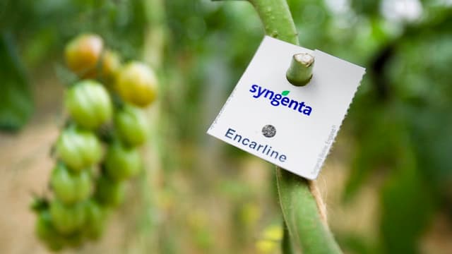 Schild mit dem Syngenta-Logo an einer Pflanze. Schild mit dem Syngenta-Logo an einer Pflanze.