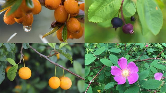 Sanddorn, Felsenbirne, Zimtrose, Kirschpflaum Sanddorn, Felsenbirne, Zimtrose, Kirschpflaum